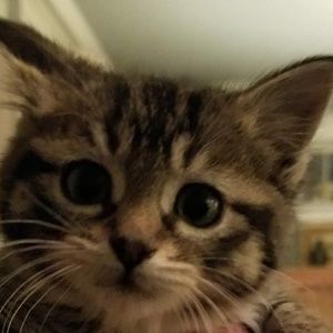 Meet your Posher, Michon